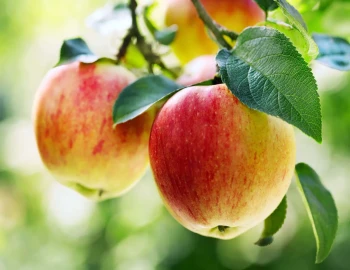 Why Apple Are Ideal and Natural  Defense  for Smokers